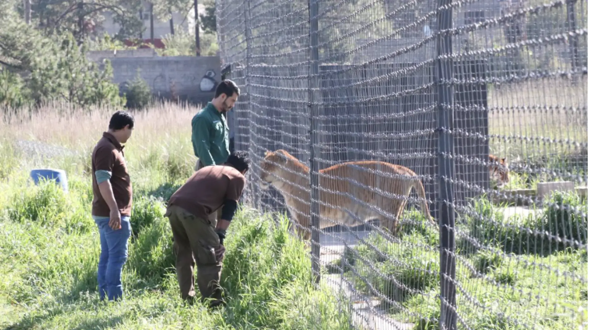 Estos animales fueron rescatados y puestos en cuidado del zoológico de Ciudad Victoria 